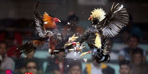 Đá Gà Trực Tiếp Tại 33win – Truyền Thống Hội Tụ Công Nghệ 2 Giao diện tinh gọn và trải nghiệm mượt mà